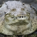 crocodile_american_tar_v_0055_cos0334.jpg